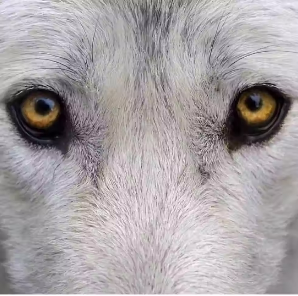 Thumbnail: Meet Your Spirit Animal Guide Reading