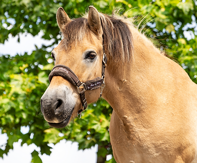 Marjolijn van Schaik-04_edited.png