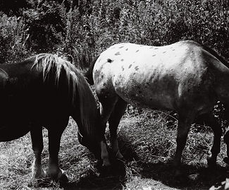 Chevaux. Valleluce  
