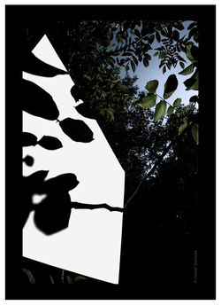 Ombra maculada - 2006