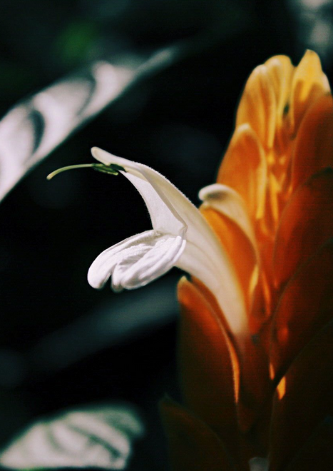 Screen Shot 2564-11-08 at 20.25.05.png