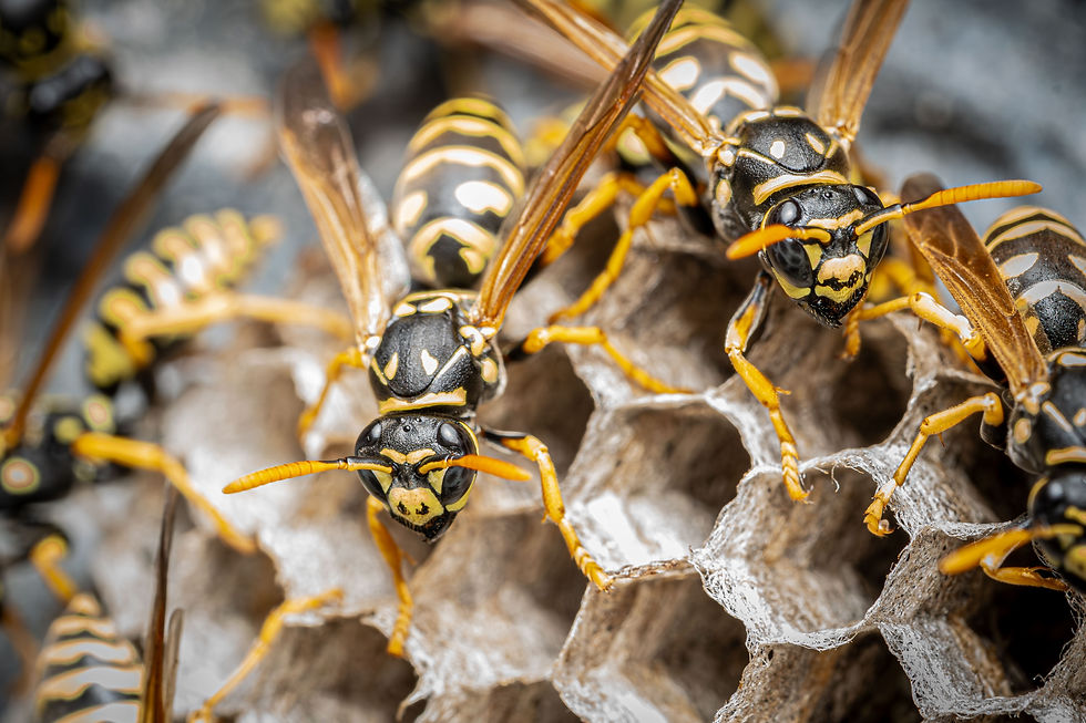 Wasp Nest Removal