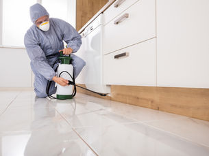 Flea Eradication and How Pest-Clear Dorset Can Help.
