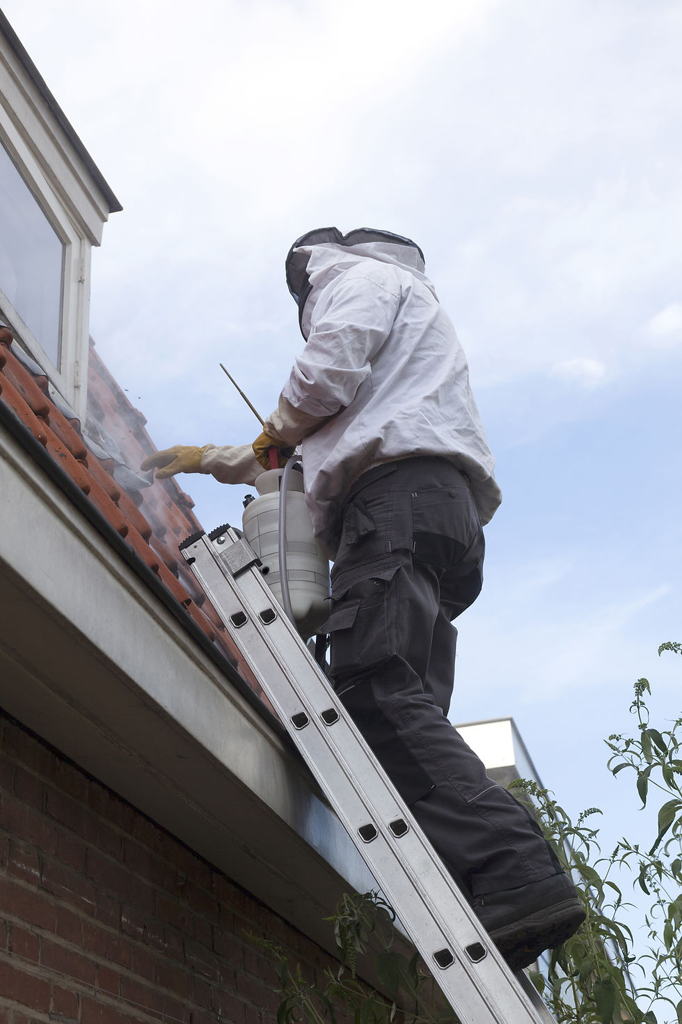 pest controller on ladder removes wasp nest under roof tiles.jpg