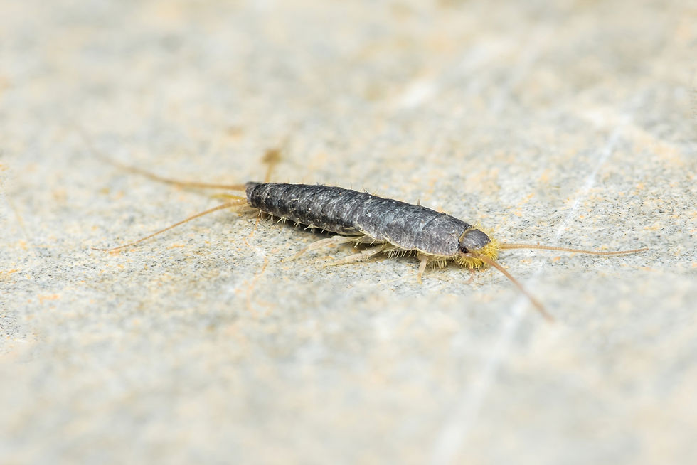 Silverfish Control