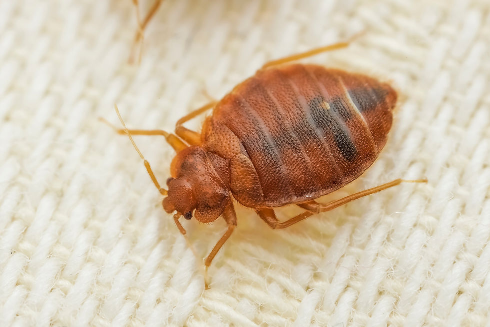 Parasitic bed bugs on the cloth.jpg