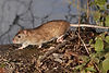 Brown Rat in garden