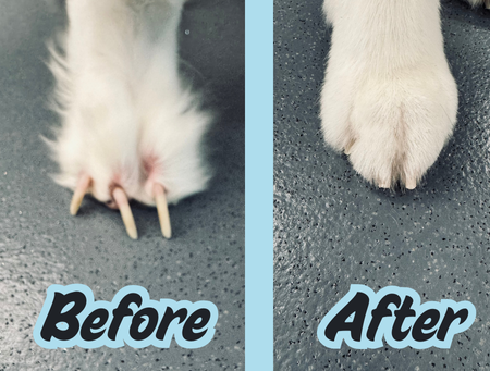 Before and after picture of dramatic dog nail trim