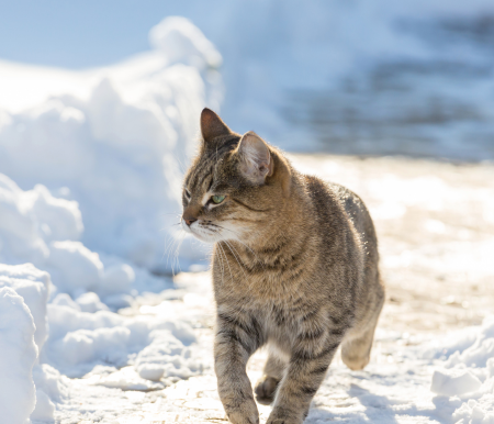 cat walking in the snow