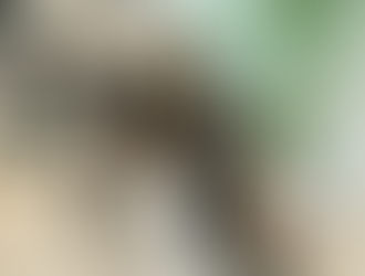 Dalmatian eating from bowl