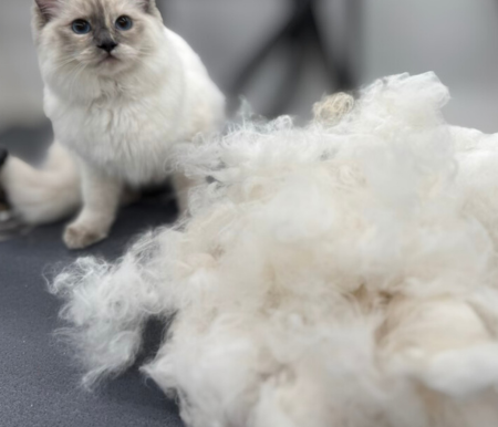 white cat freshly groomed