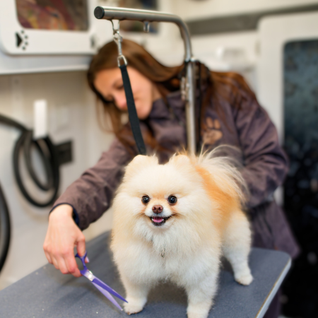 Dog groomer putting the finishing touches on a dog in a mobile grooming setting