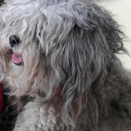 Fluffy gray dog with matted fur and pink tongue showing, facing left. Background is softly blurred, creating a gentle, cozy feel.
