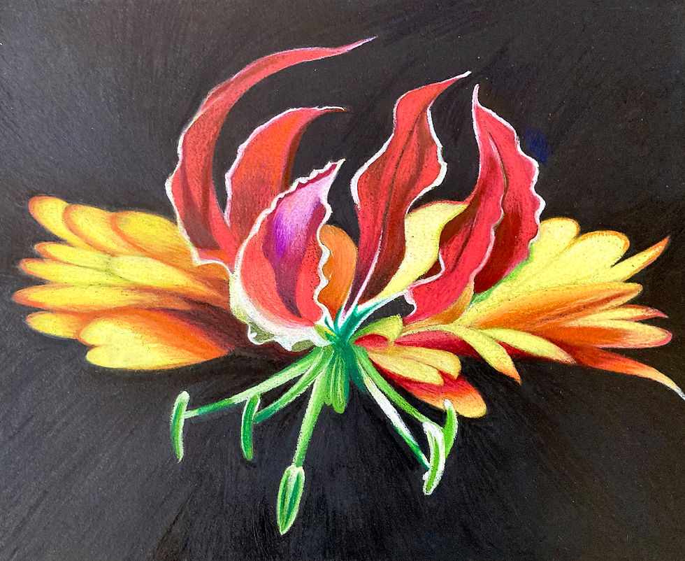 FLAME LILY