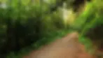 trail through the woods