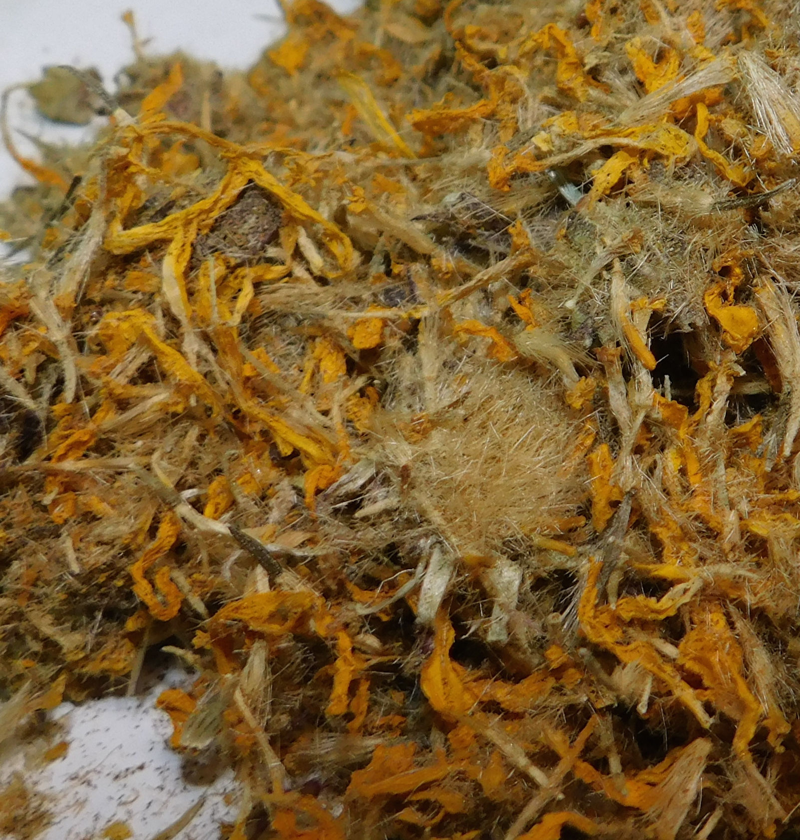 Arnica cut