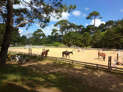 Caballos Argentinos
