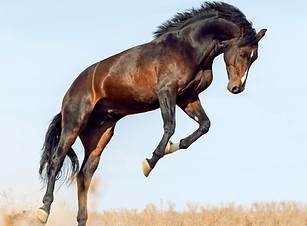 123rf_66002070.jpg