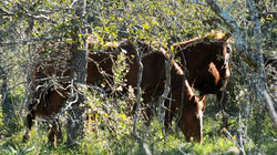 salvaje caballo