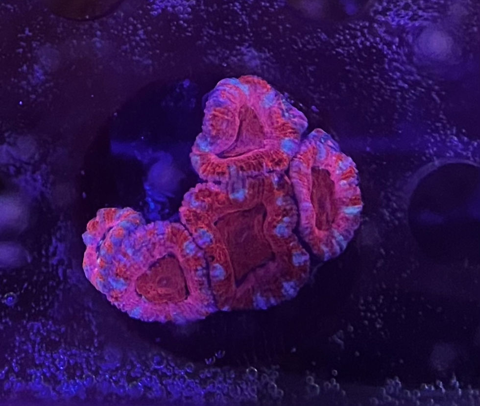 Thumbnail: Assorted Acan 3