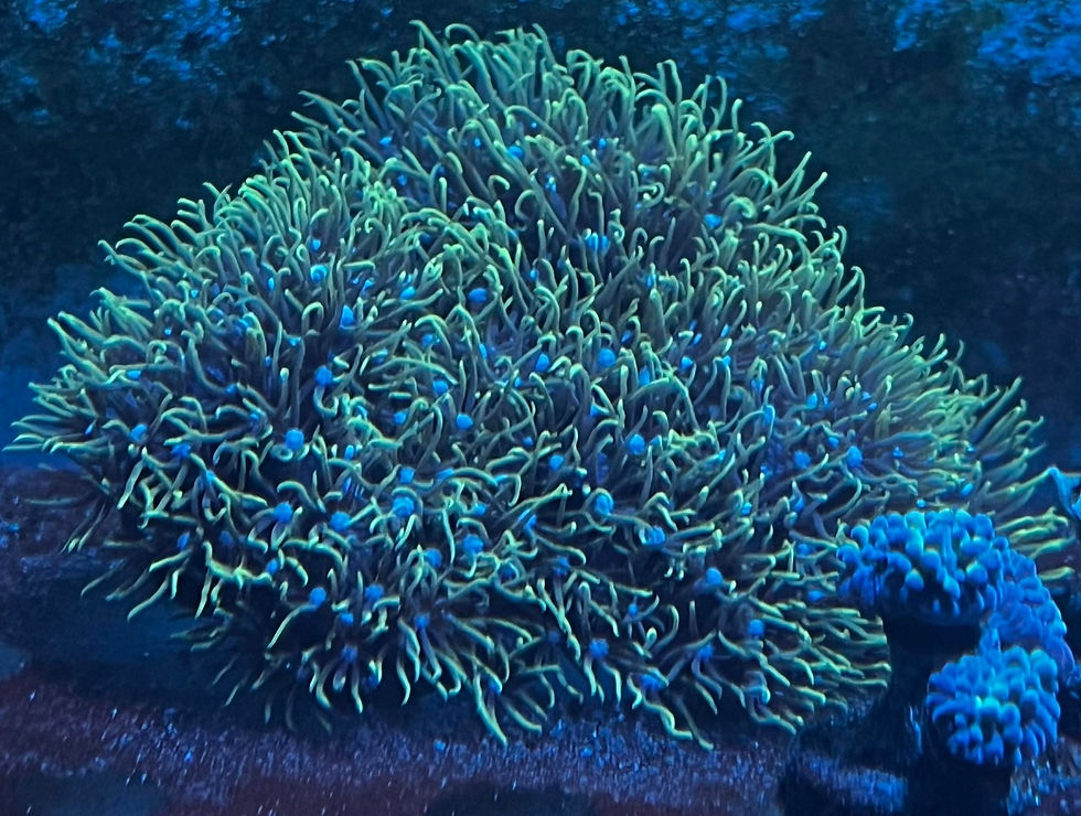 Thumbnail: Large Green Star Polyp (GSP)