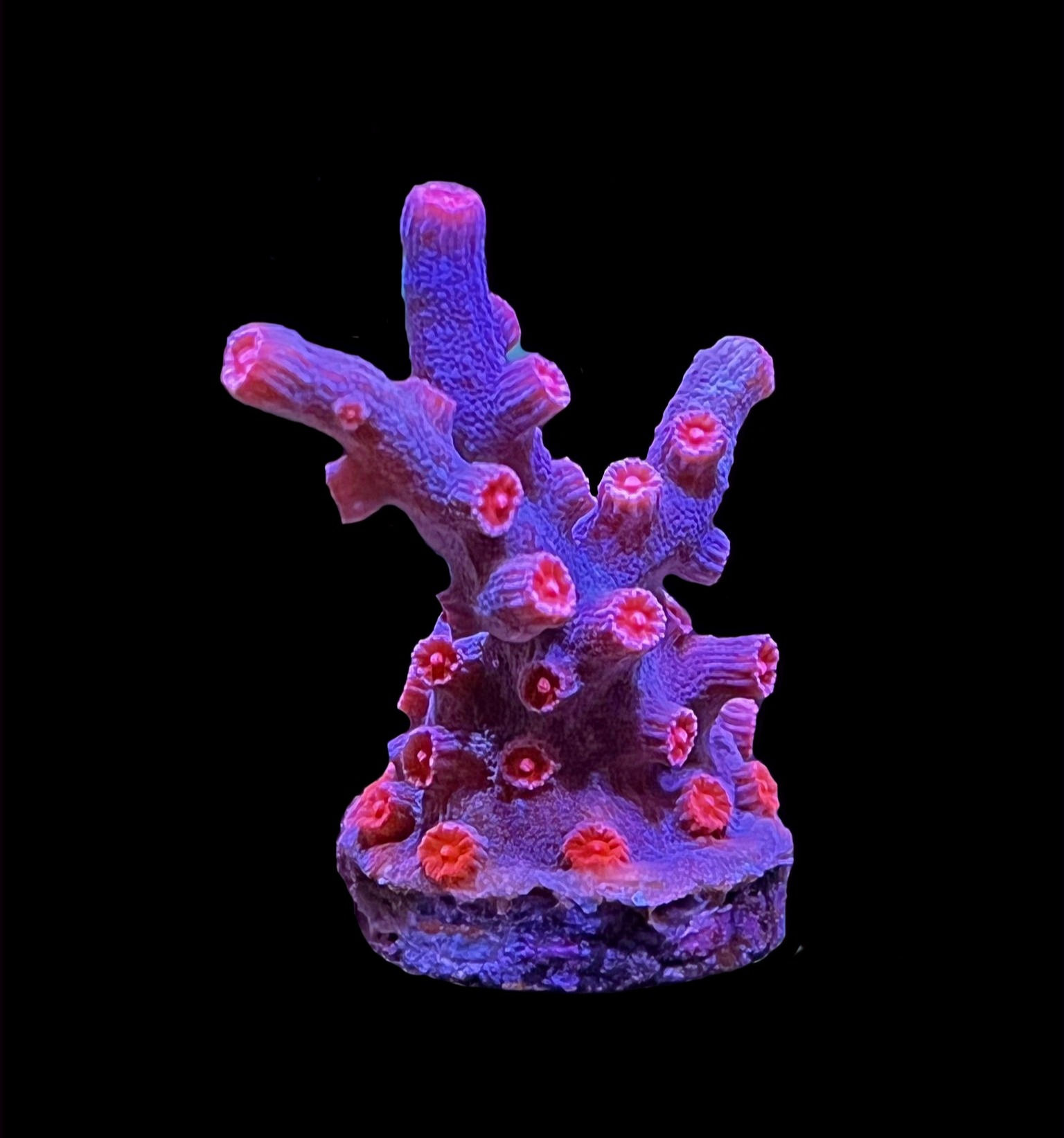 Branching Cyphastrea