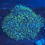 Thumbnail: Large Green Star Polyp (GSP)
