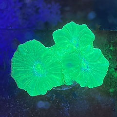 LPS Corals | Coral Factory | Brain, Bubble, Goniopora, etc.