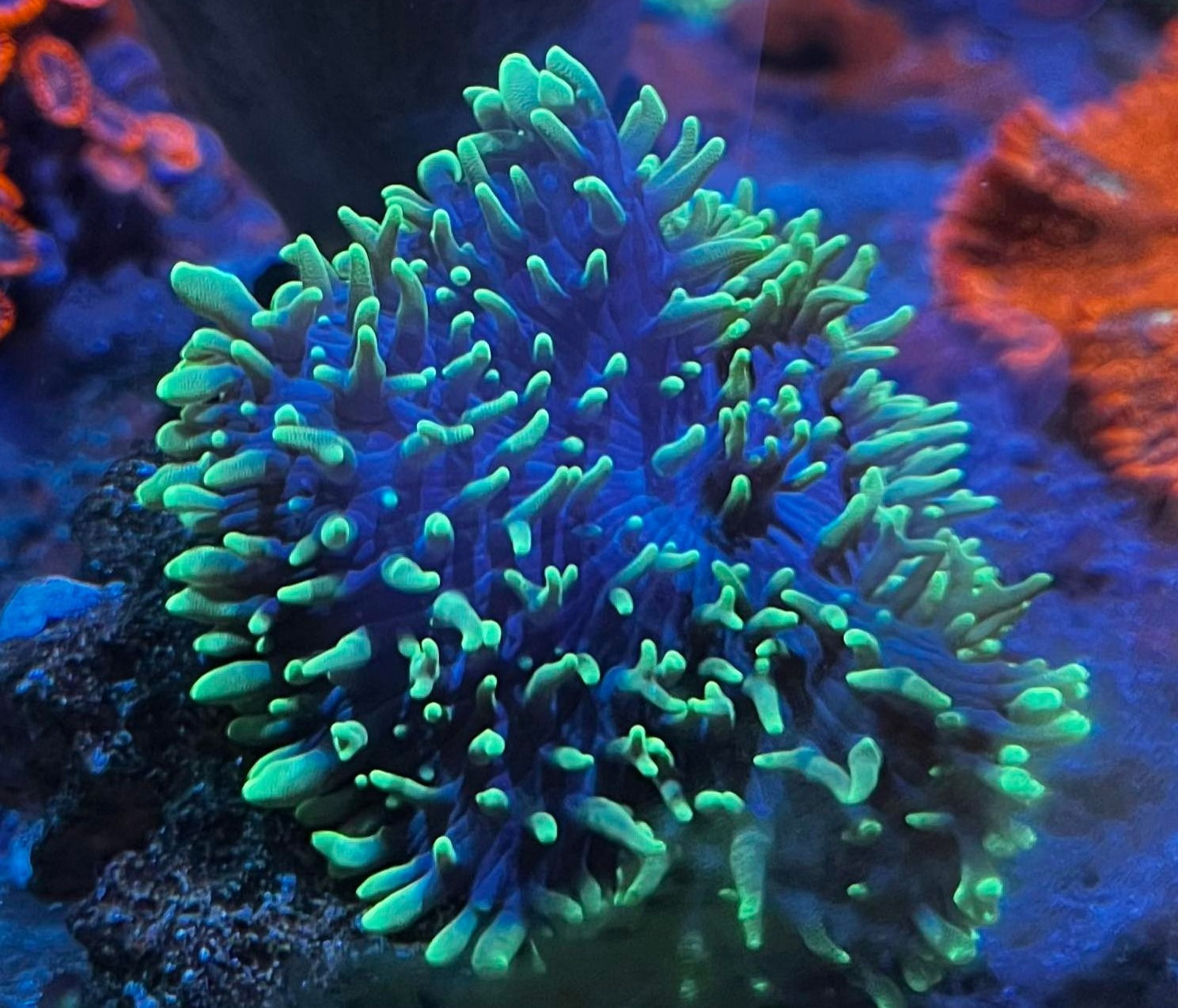 Green Hairy Mushroom