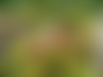 Plantas Exóticas no Paisagismo: Sofisticação, Identidade e Valor Botânico