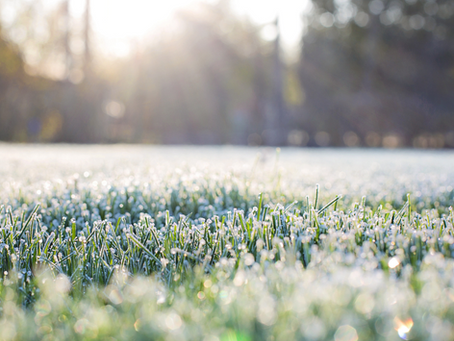 Plantas que Resistentes às Geadas: Beleza e Resiliêncianos Jardins durante o inverno.