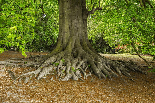 pixabay_Stark wie ein Baum.jpg