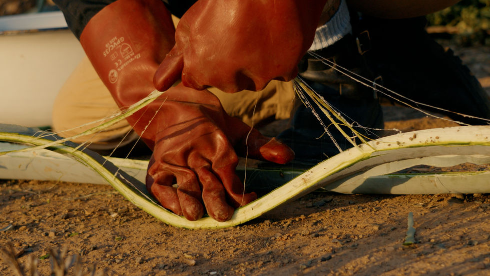 Film Still | harvest