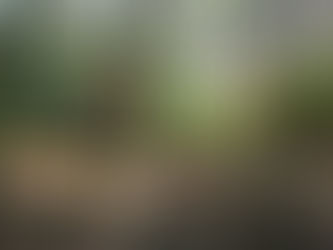 Mole has a forest party (and other things)