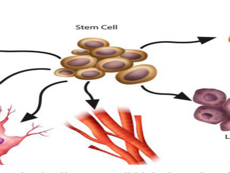 Dr. Valentina Greco – Pioneering Stem Cell Research and Surgical Applications