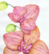 Orchids Watercolor Botanical Series