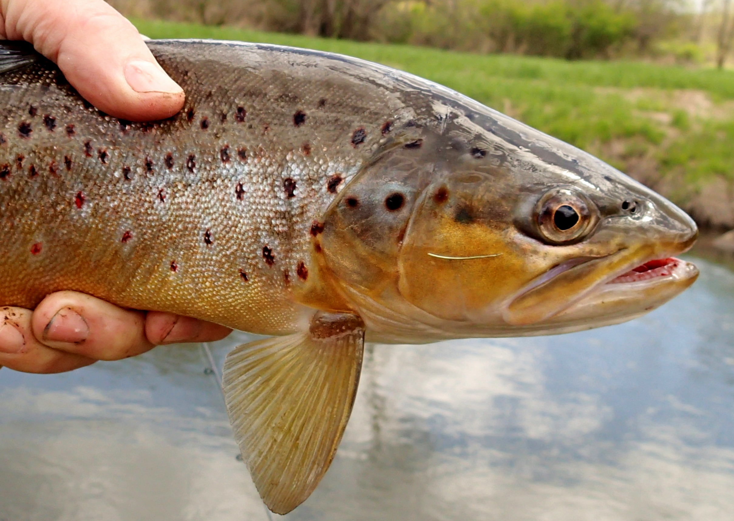 Coulee Region Trout Unlimited