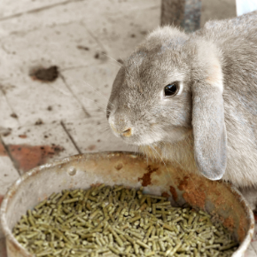 Catherine Corden-Parry warns about 21 foods not to feed your rabbit
