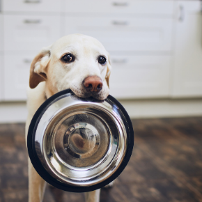 Catherine Corden-Parry has this advice on how to feed your dog