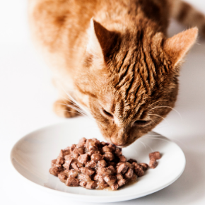 Catherine’s 5 top tips for a happy well-fed cat