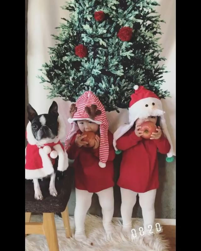 ._🎄(まだクリスマスネタ)_._._🍎に三つ編みに🐻萌え_