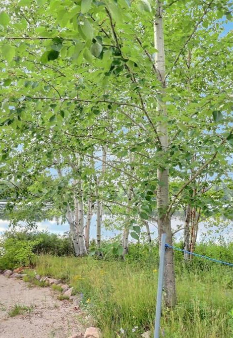 Vue sur l'eau avec boisé