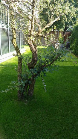 tuinonderhoud 001.jpg