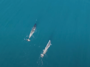 Green Week | Artificial intelligence for narwhals
