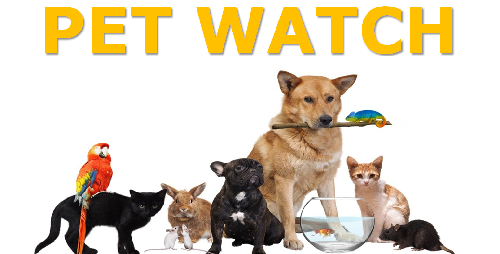 pet watch.png