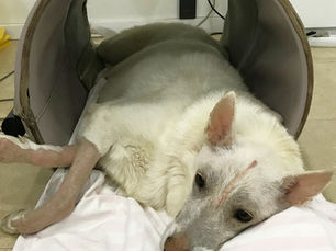 Gezielte prä- und postoperative Rehabilitation: Der Schlüssel zu einer schnellen und erfolgreichen Genesung