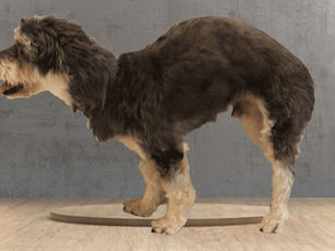 Hund mit Kyphose – möglicher Hinweis auf Schmerz oder neurologische Beeinträchtigung