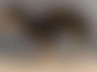 Hund mit Kyphose – möglicher Hinweis auf Schmerz oder neurologische Beeinträchtigung