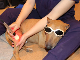 Physiotherapie beim Hund nach TPLO-Operation: So gelingt die Rehabilitation nach Kreuzbandriss