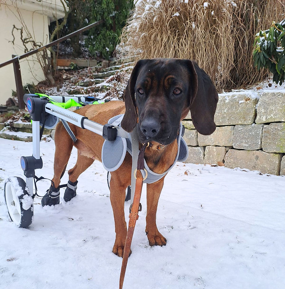 Outdoor-Training mit Rollstuhl für Hunde